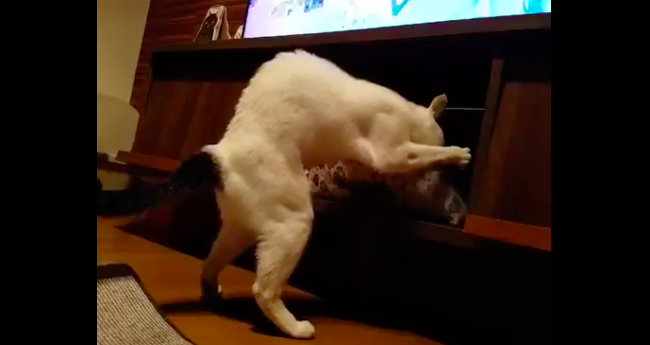Buff cat