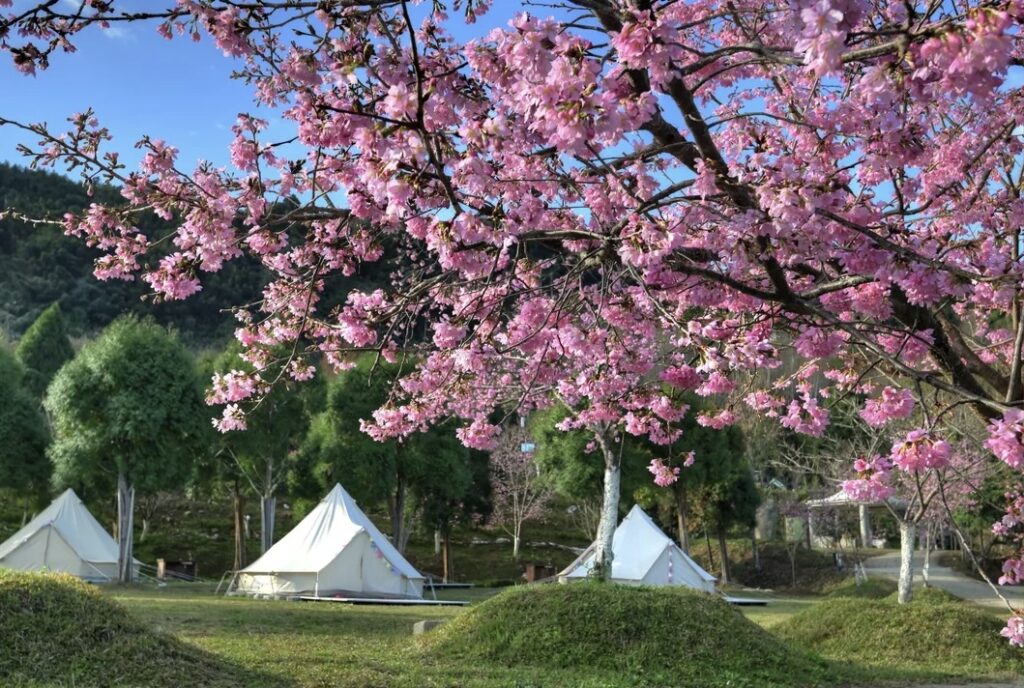 Klook Cherry Blossoms