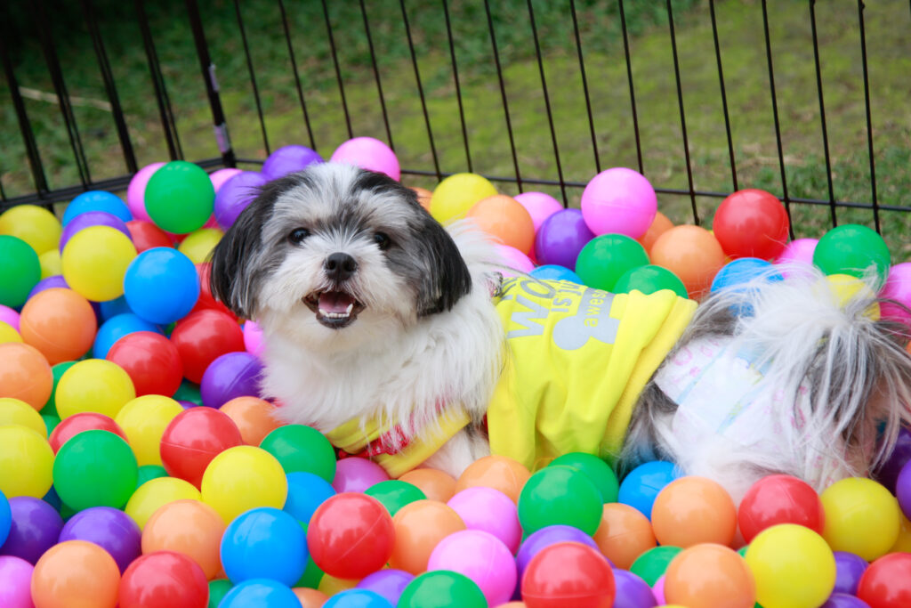SM Supermalls Super Pets Club SM Aura Skypark 