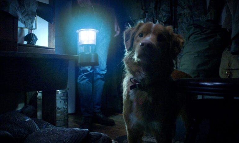 'Good Boy' delivers a cinematic experience through a dog's point of view