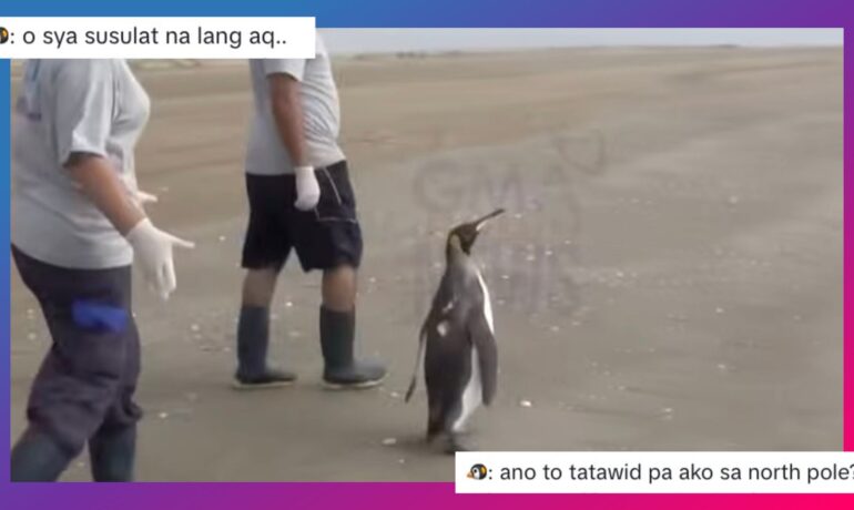 Filipinos share witty remarks on the viral video of a penguin being released back into the ocean